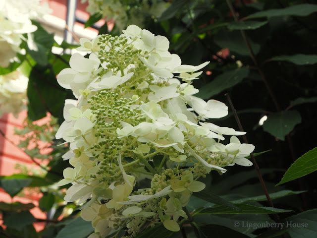 lingonberryhouse, hortensia, puutarha,  kukka