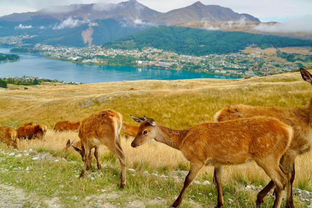 🦌鹿代表權利、地位、金錢、俸祿。