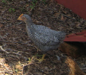 The Barred Hollands are still the smallest