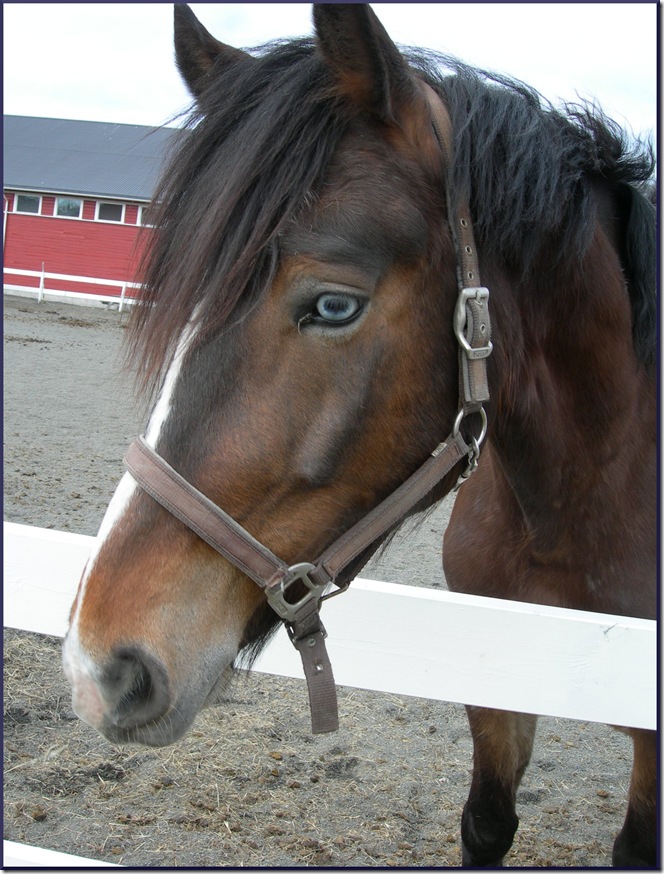 horse1