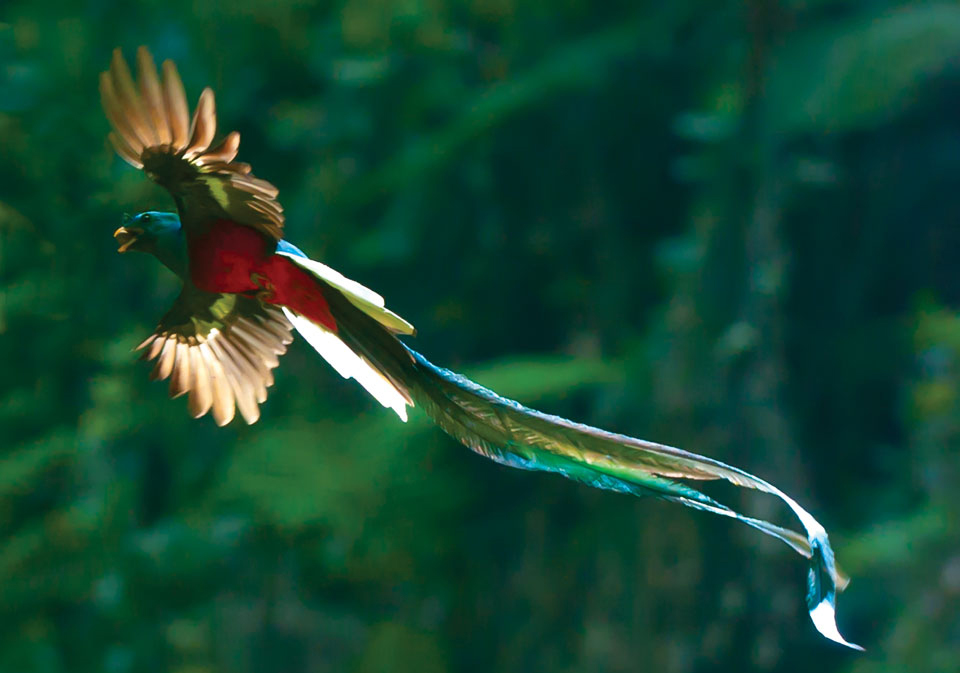 WildLife: Beautiful Quetzal Bird