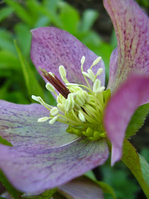 christmas rose in the garden at craigiebrae