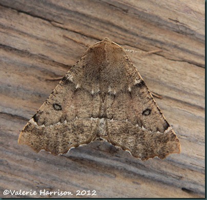 scalloped-hazel
