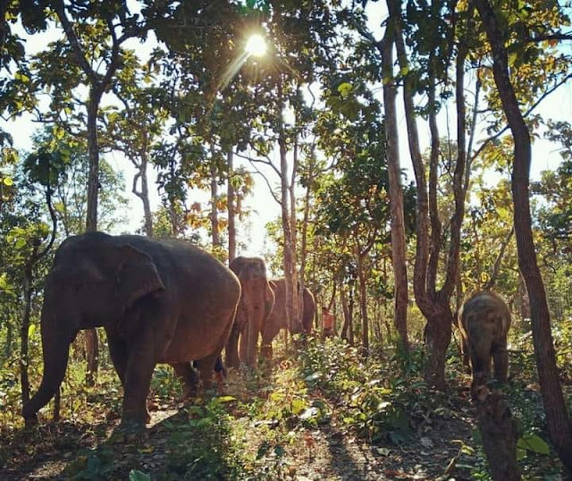 mae rim elephant home, maerim elephant home, mae rim elephant camp, maerim elephant camp, maerim elephant chiang mai, mae rim elephant chiang mai