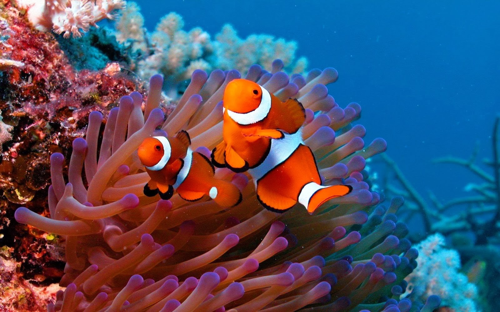 fish share GAMBAR  IKAN  HIAS  CLOWNFISH 4