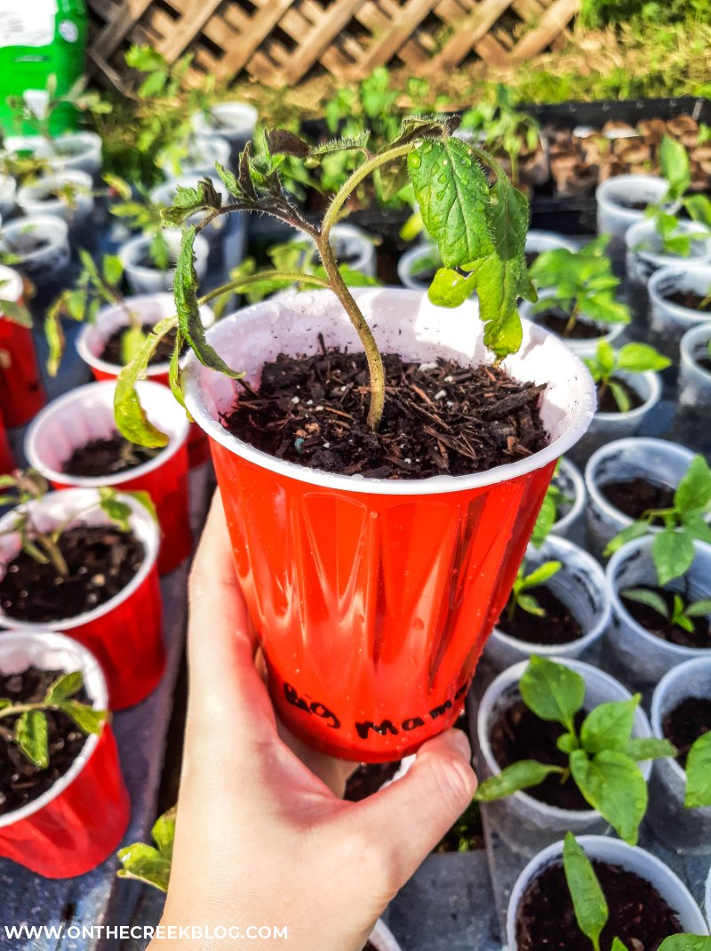 seed starting tomatoes & peppers | On The Creek Blog // www.onthecreekblog.com