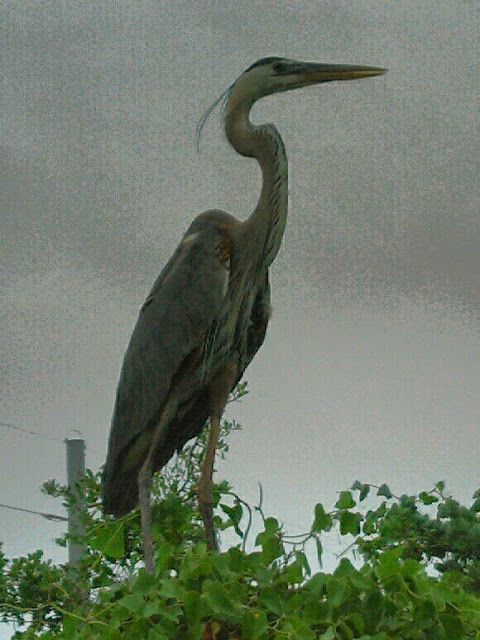 Great Blue Heron