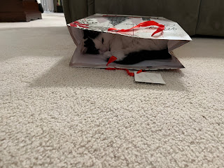 Cleo in a Christmas bag