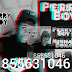 DOWNLOAD Perry Boy - Minha Dona (prod: Arte music) 2023