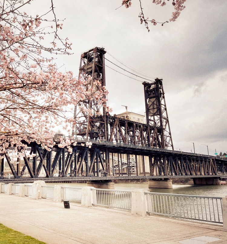Photograph of cherry blossoms by the Steel Bridge in Portland, Oregon.