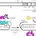 Protein Kinase Domain - Kinase Domain