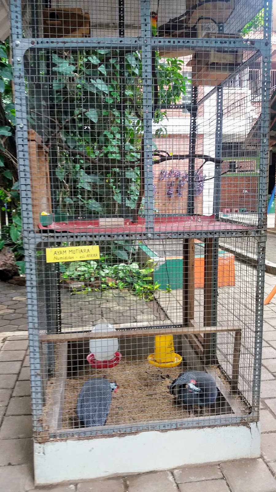 TIP MEMELIHARA BURUNG  LOVEBIRD  DALAM KANDANG  KOLONI 