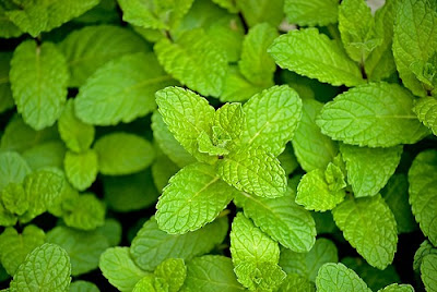 How to use peppermint in the kitchen 