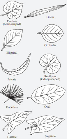 Leaf shapes