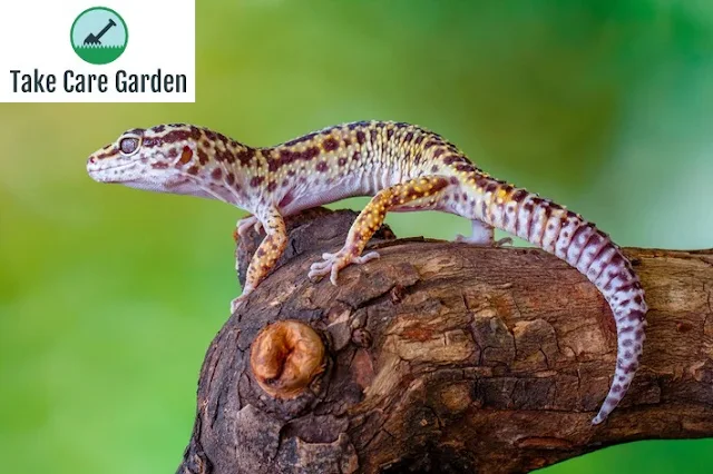 Descubra o Fascinante Mundo do Gecko Lagarto
