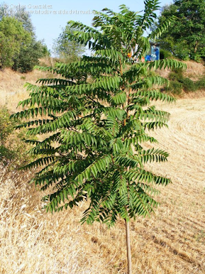 http://www.biodiversidadvirtual.org/herbarium/Ailanthus-altissima-%28Mill.%29-Swingle-img179310.html