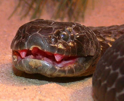 Jassy World: The World's deadliest snakes