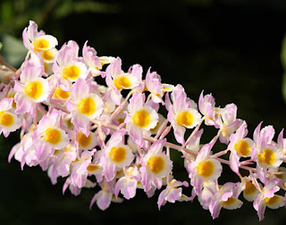 Orquidea salvaje