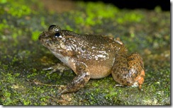 PERIYAR NIGHT FROG- Nyctibatrachus periyari