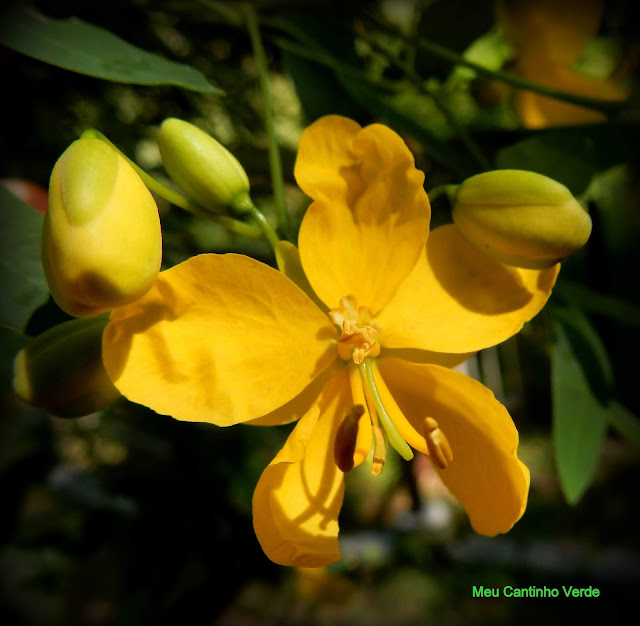 Flor amarela 5 pétalas