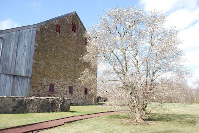 To the left is a multi-story stone barn with vents along the ground floor and under the eaves. To the right is a tall Star Magnolia starting to show its white blossoms.