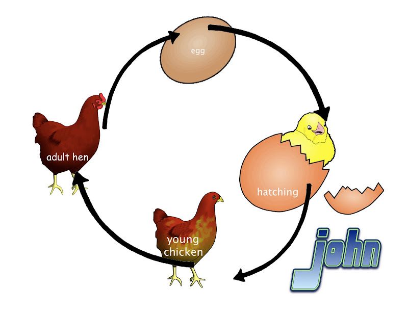 Pre Kindergarten makes a Chicken Life Cycle title=