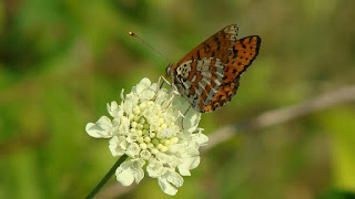 Melitaea trivia DSC59304