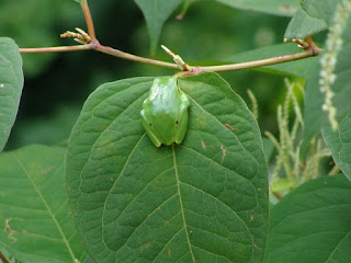 Hyla arborea DSC03135