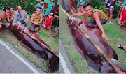 Isang 187 kilos na higanteng lapu-lapu, nahuli sa Antique: Inabot ng limang oras bago naiahon mula sa dagat