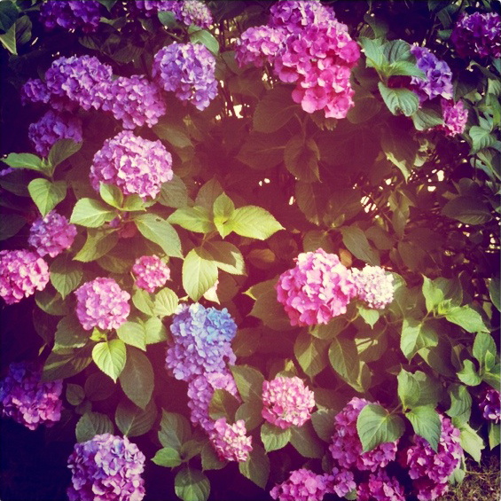  a house with a yard I will have these fuchsia violet indigo hydrangeas 