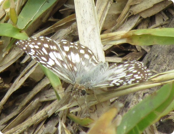 White or Common Checkered Skipper Pyrgus albescens or communis Butterfly