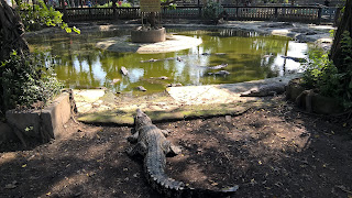 Atraksi Joko Tingkir Taman Buaya Indonesia Jaya