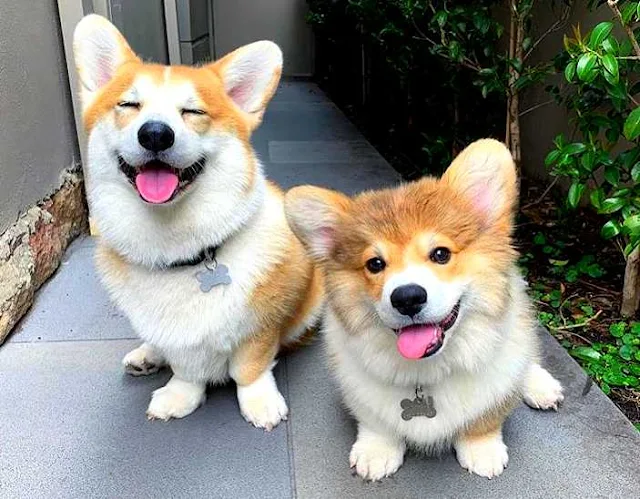 10 Fascinating Facts About Corgis