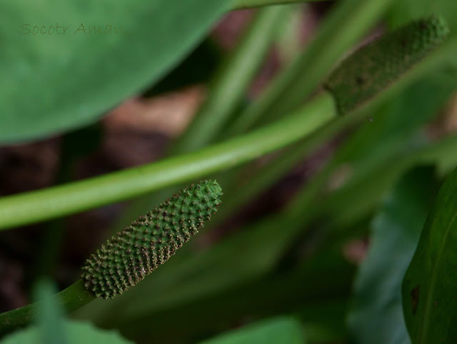 Lysichiton camtschatcense