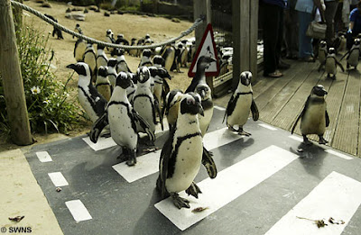 World's First Penguins‘ Zebra Crossing