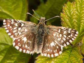 Grizzled Skipper, Pyrgus malvae.  Burnt Gorse, High Elms Country Park, 5 May 2014.