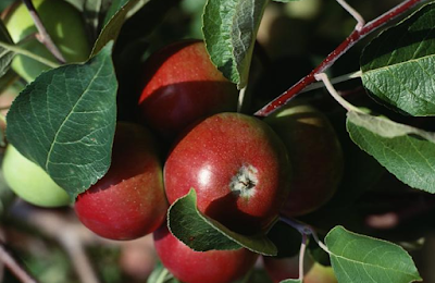 Care for Your Fruit Trees Correctly