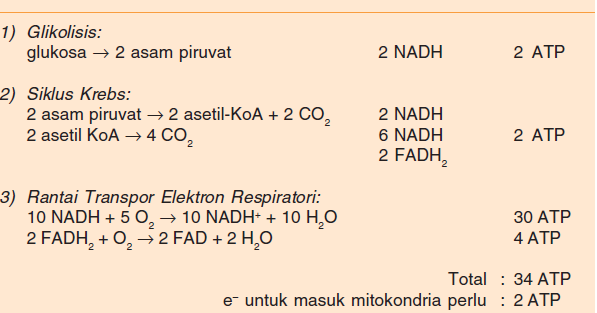 Respirasi: Pengertian dan Jenis (Aerob & Anaerob)