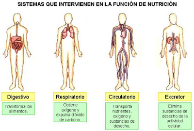 http://www.eltanquematematico.es/pizarradigital/AparatoDigestivo/actividades/actividades3_p.html