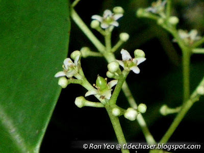 Barat-barat (Cassine viburnifolia)