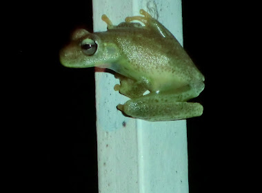 Rainforest frog
