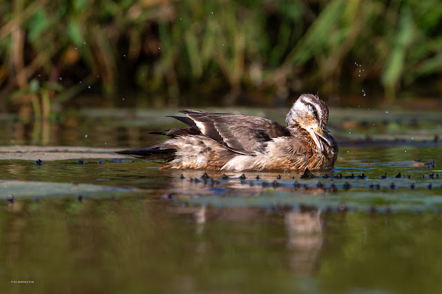 An Bui 2024 Dong Thap - Cotton Pygmy Goose (Le khoang cổ) - Female