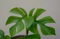 Rhaphidophora tetrasperma - Mini Monstera - Philodendron Ginny care and culture