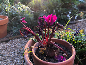 Deep pink cyclamen lit up by evening light in the garden