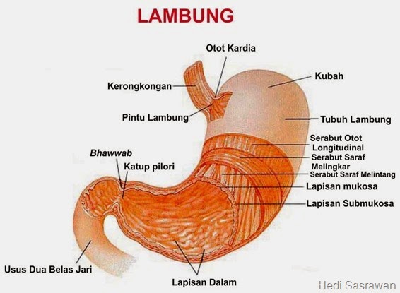 lambung