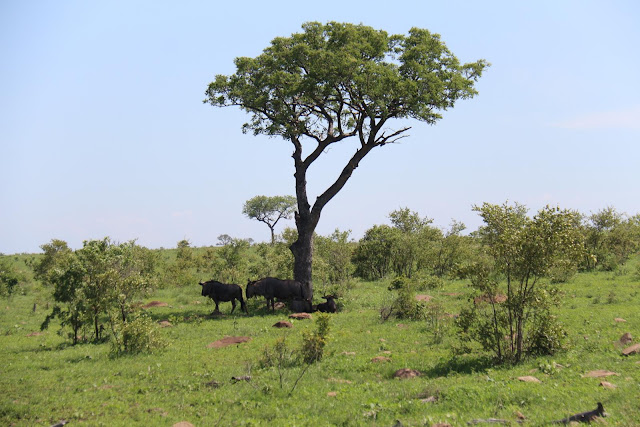 Blog Apaixonados por Viagens - Safári - África do Sul - Kruger Park