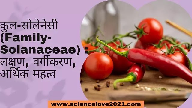 कुल-सोलेनेसी (Family- Solanaceae) : लक्षण, वर्गीकरण, अर्थिक महत्व|hindi