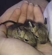 I primi Cuccioli di Chupito e Quechua! (cuccioli )