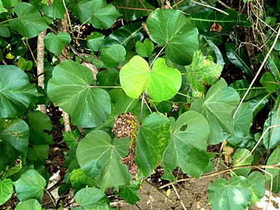 Sea hibiscus (Talipariti tiliaceum)