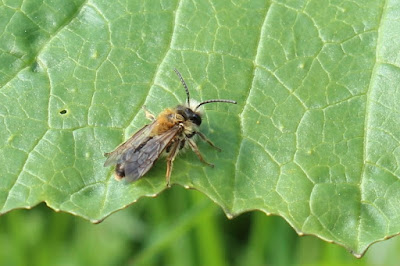 Reade Sânbij - Vosje - Andrena fulva